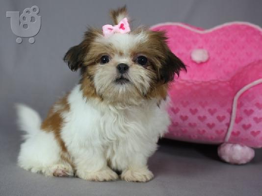 PoulaTo: Lovely Shih Tzu Αναζητώντας την αγάπη